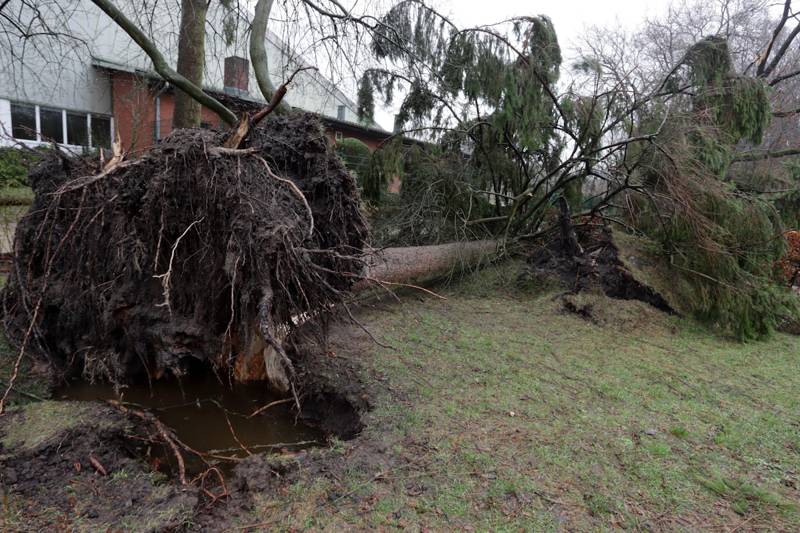 A storm-uprooted tree on its side in a yard, root plate torn out.